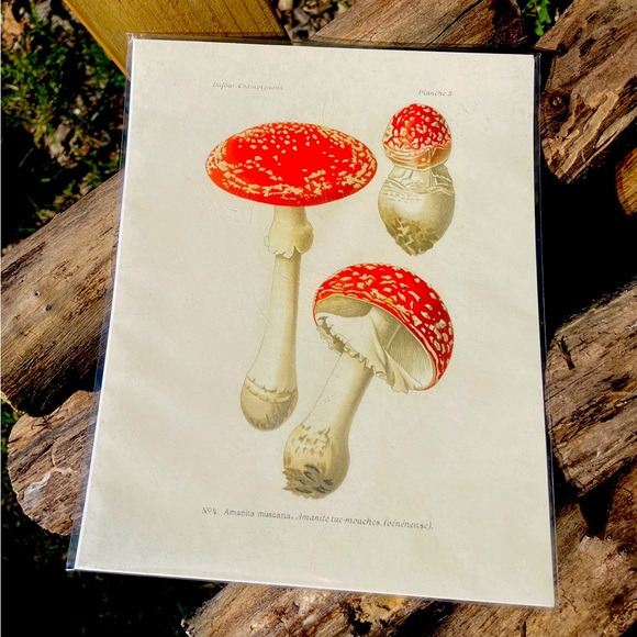 Magic Mushrooms Print By Curious Prints - Picture 6 of 8